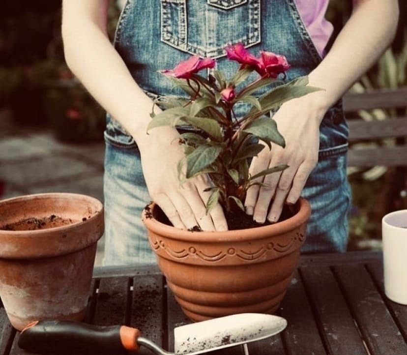 Пересадка цветов 2024. Пересадки комнатных растений. Цветок в горшке. Для пересадки цветов из ткани. Пересадка цветов 2024.
