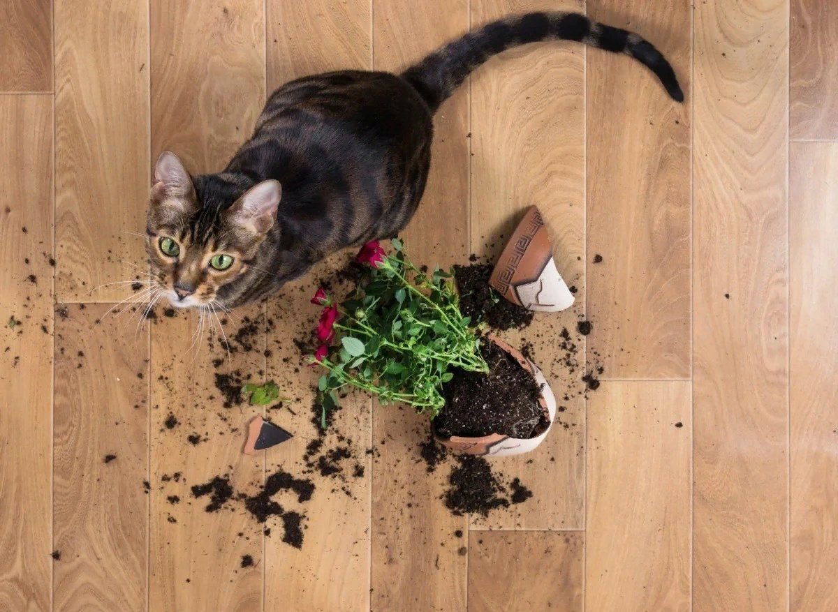 Разбитый кот. Кот разбил горшок с цветком. Кот на горшке. Кот уронил цветочный горшок. Кот уронил цветок.