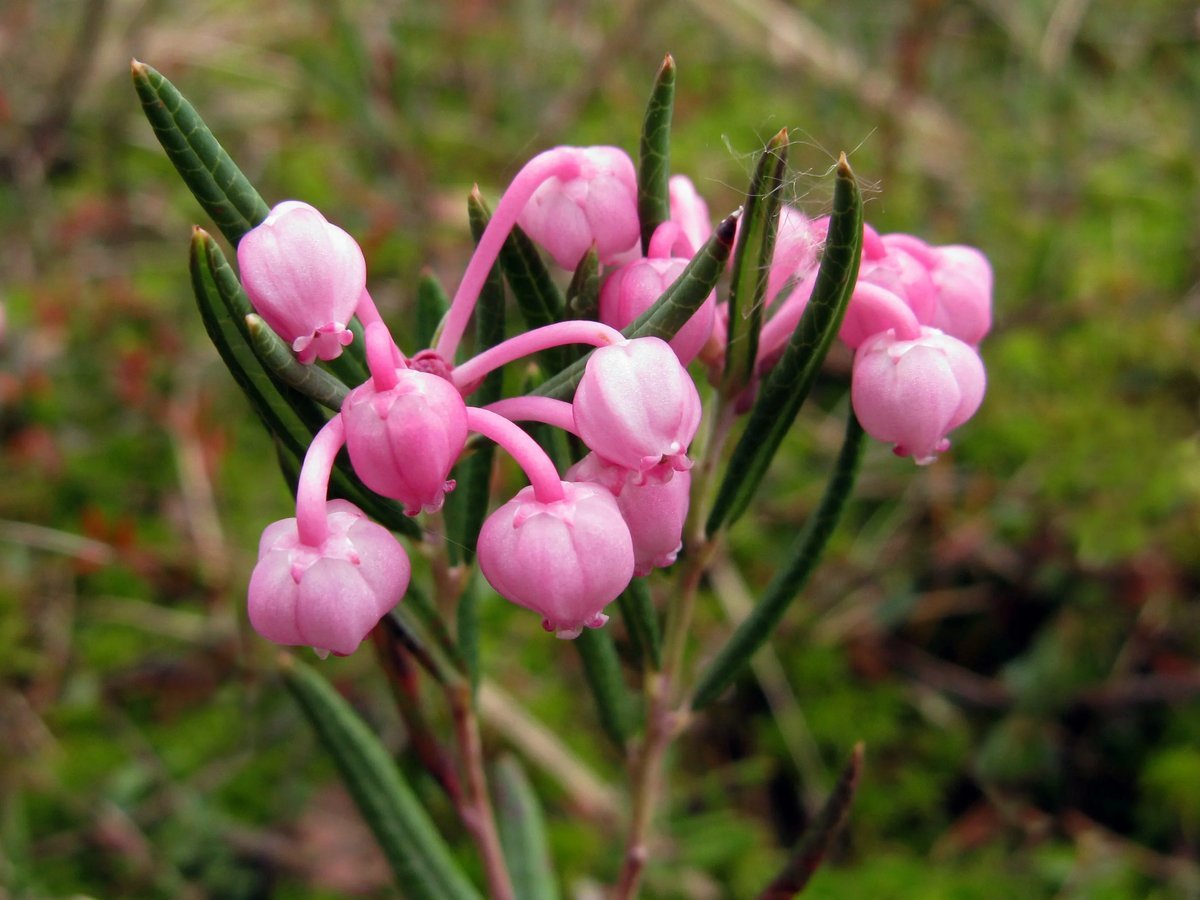 Подбел многолистный (Andromeda polifolia)