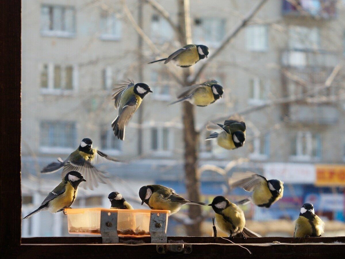 Зимующие птицы в городе