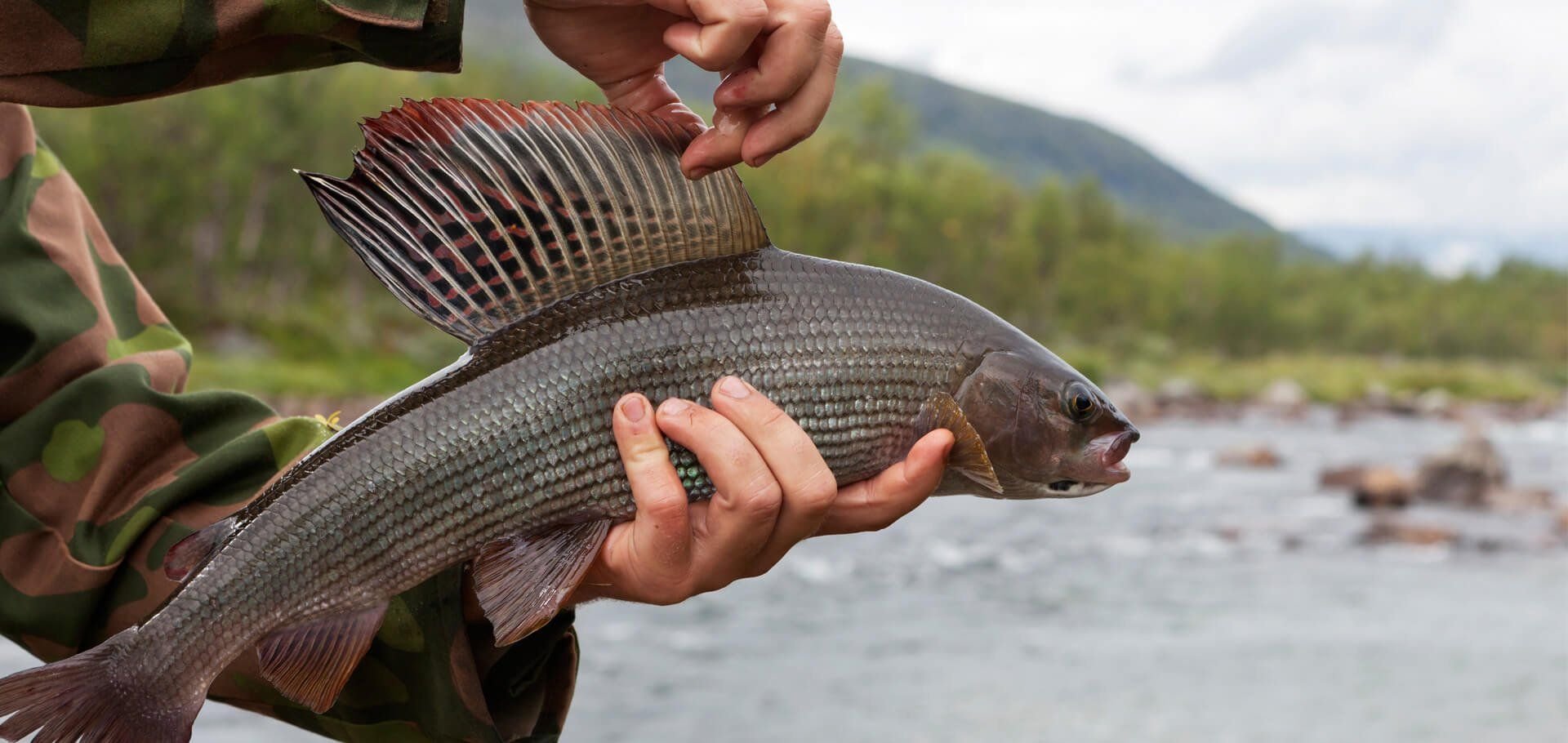 Сибирский хариус - Thymallus arcticus