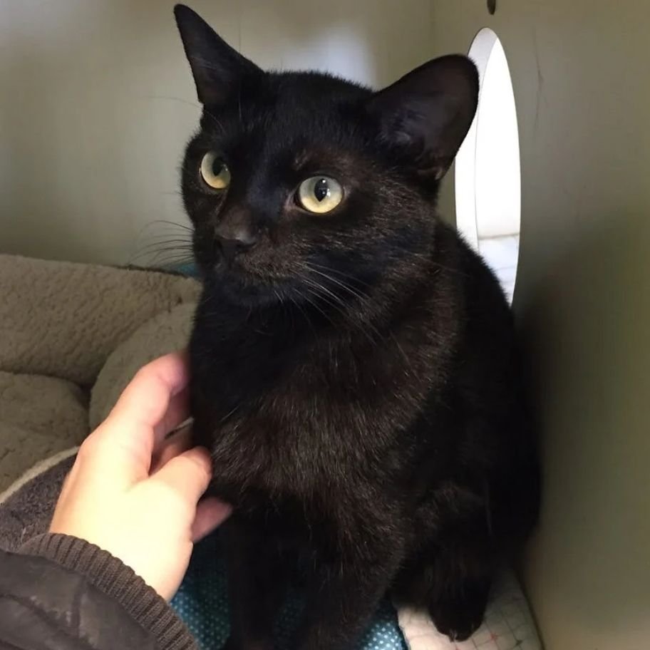 История о том, как чёрный кот долго блуждал по улицам, но потом выбрал себе хозяев и обрёл счастье в жизни