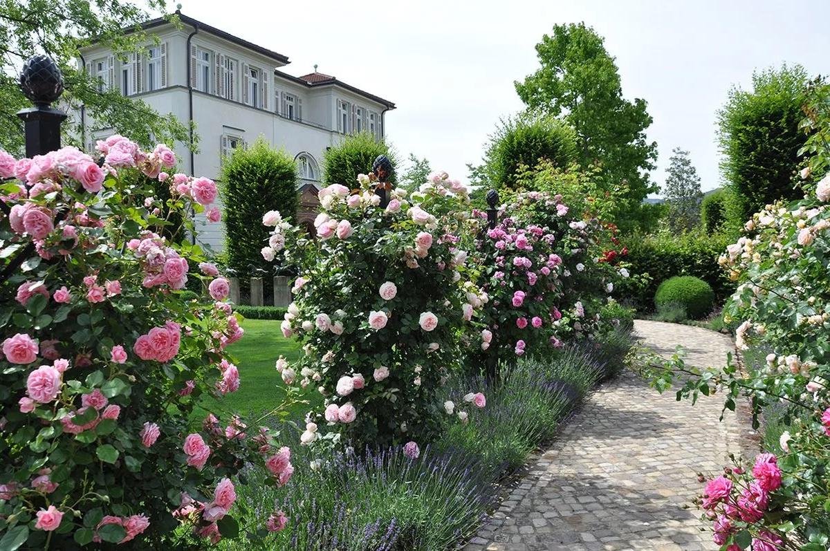 Парковые розы в ландшафтном дизайне фото на даче