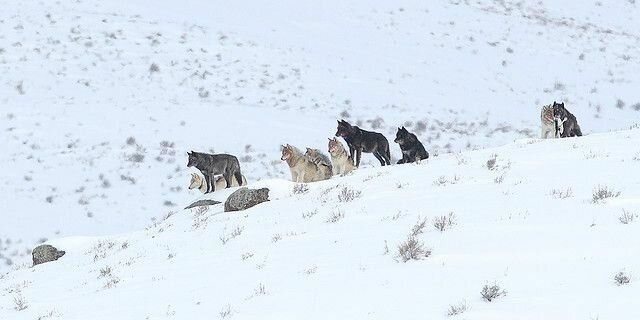 Вот они — герои этой истории.