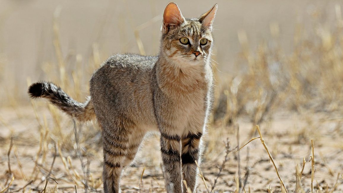 Степной кот Felis Silvestris lybica