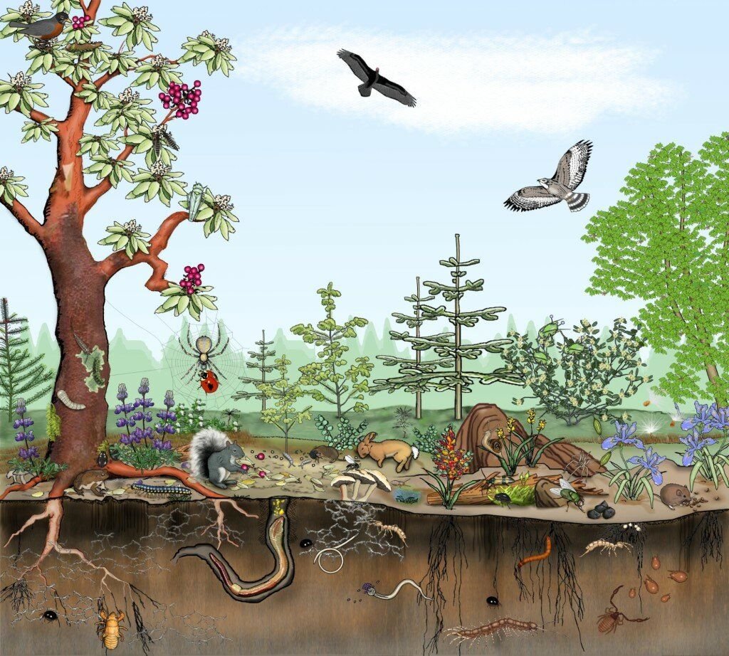 Какие организмы обитают в лесу. Биоценоз Лесной живые организмы. Биеценоз биоцениз эко система. Экосистема биоценоза леса. Биоценоз Дубравы.