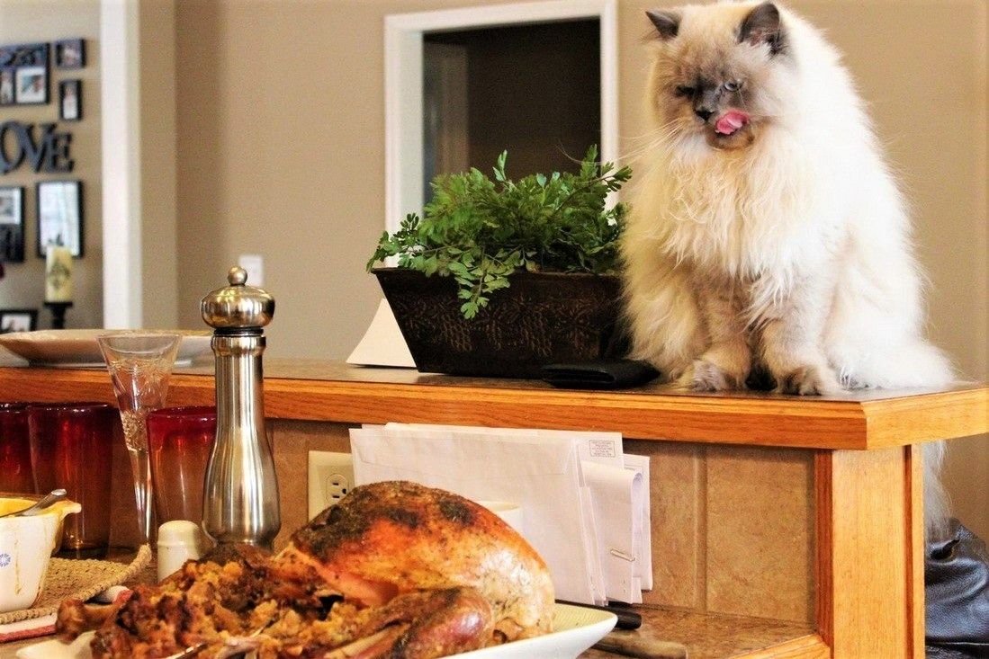 стол для кошки для еды