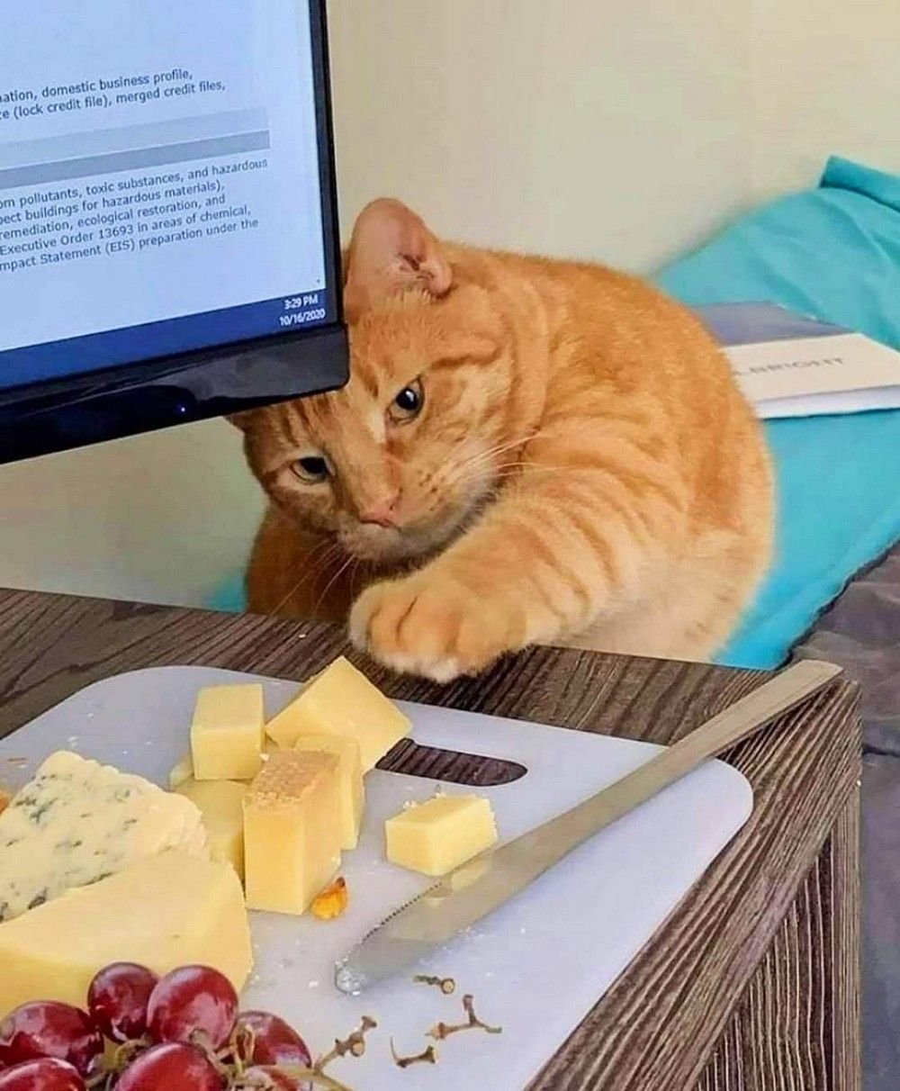 Сыр прикол