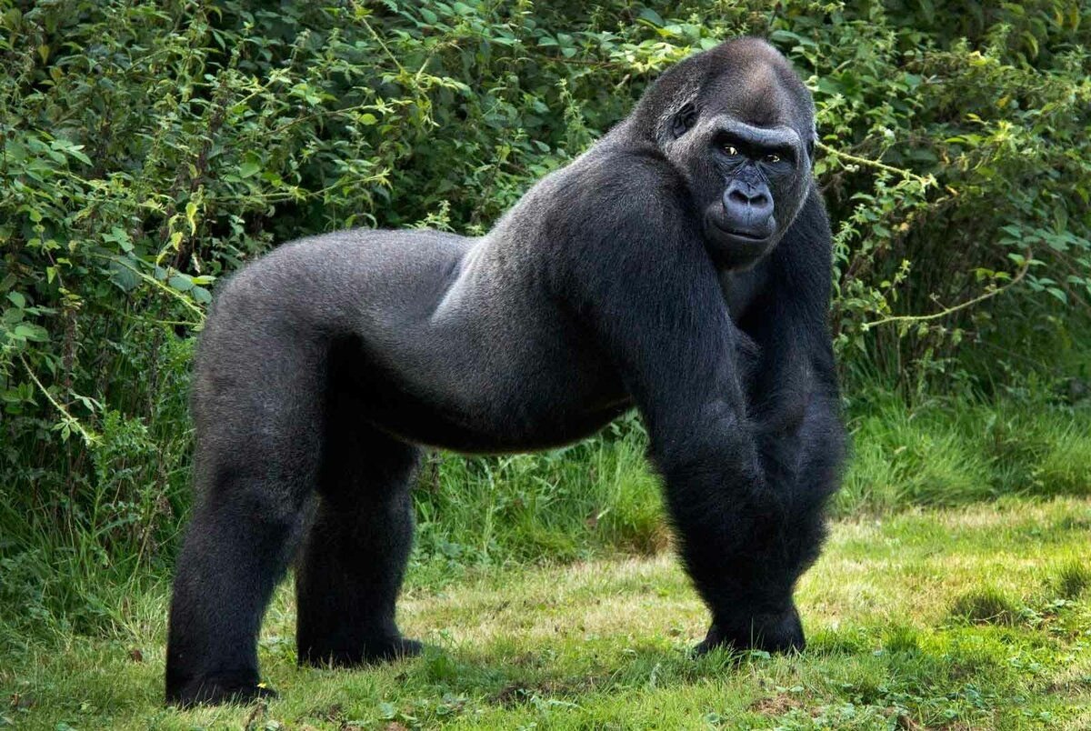 Самое сильное животное. Горилла. Горилла Исабукуру. Обезьяна горилла. Горилла (Gorilla Gorilla).