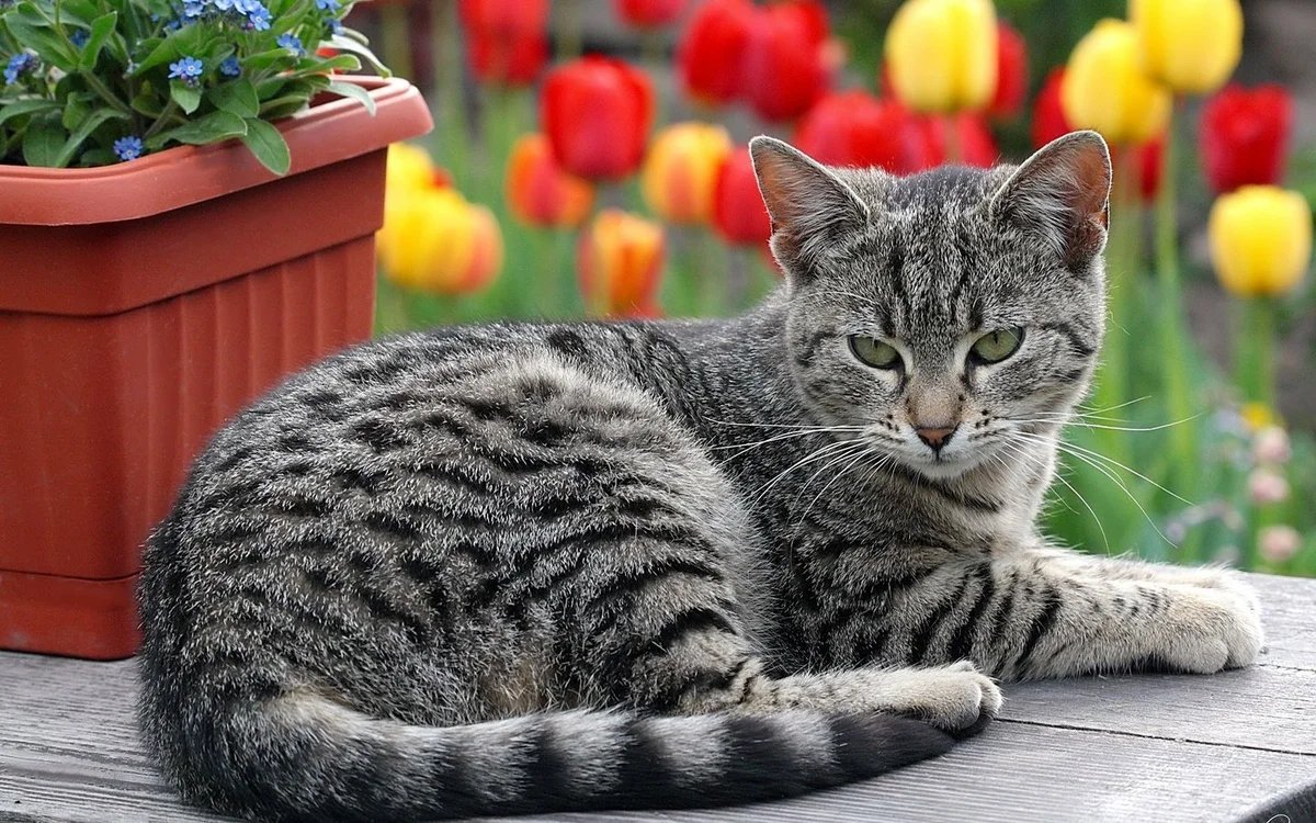 Покажи фотки кошек. Шартрез кот полосатый. Кошка европейская короткошерстная серая полосатая. Европейская короткошерстная кошка серая. Британский кот полосатый.