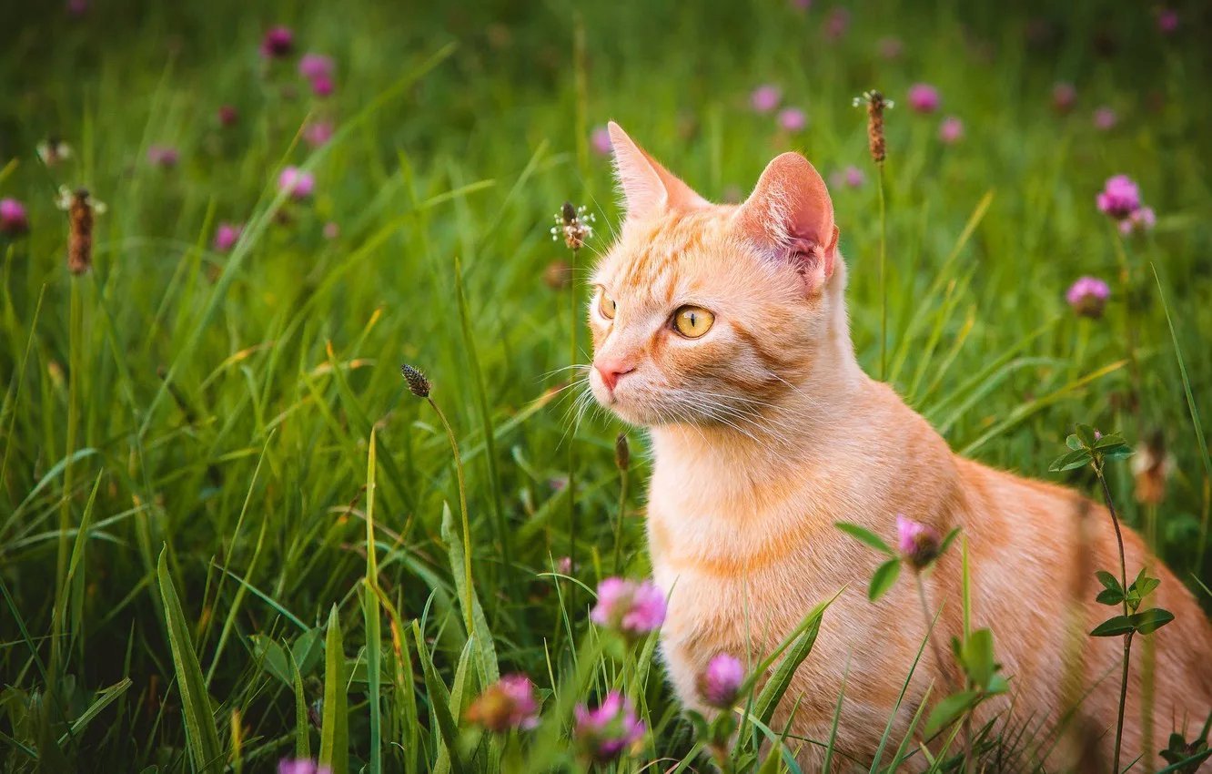 Коты летом картинки красивые