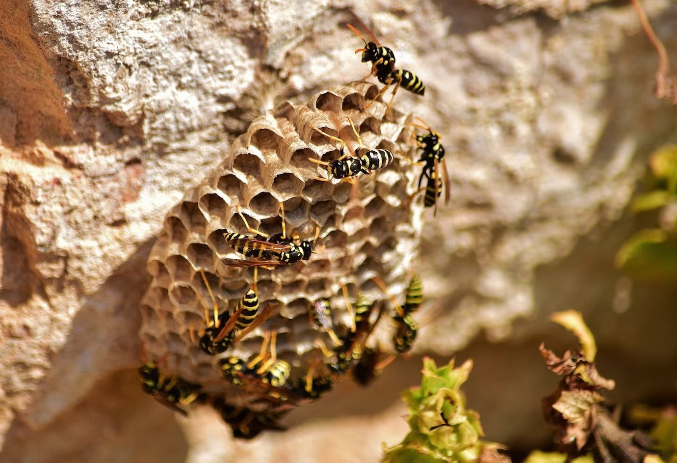 Abejas que hacen nido en la tierra