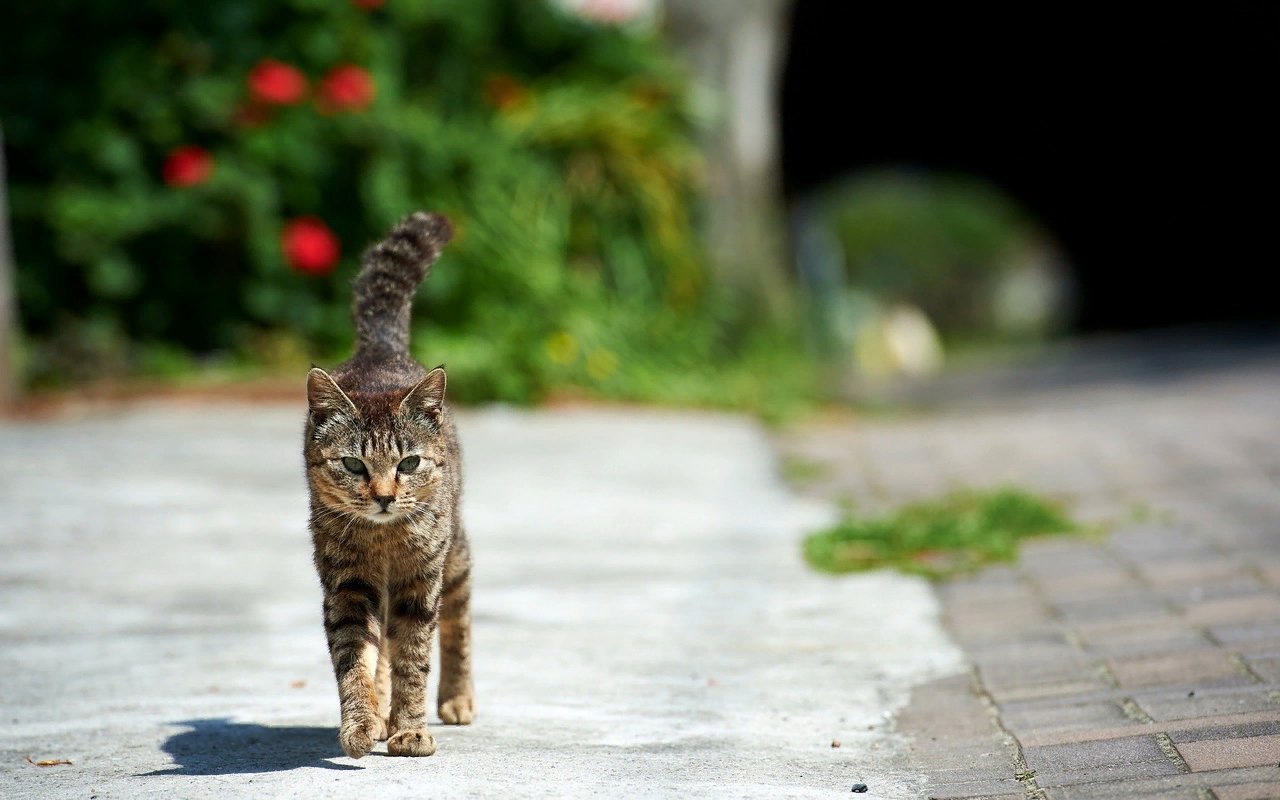 Картинки кошек на улице