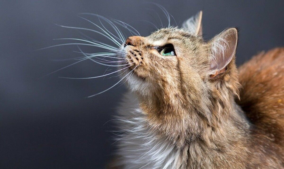 Интересные факты о котах домашних. Кошка зовут. Усы кошки. Усы кошачьи. Интересные факты о кошках.