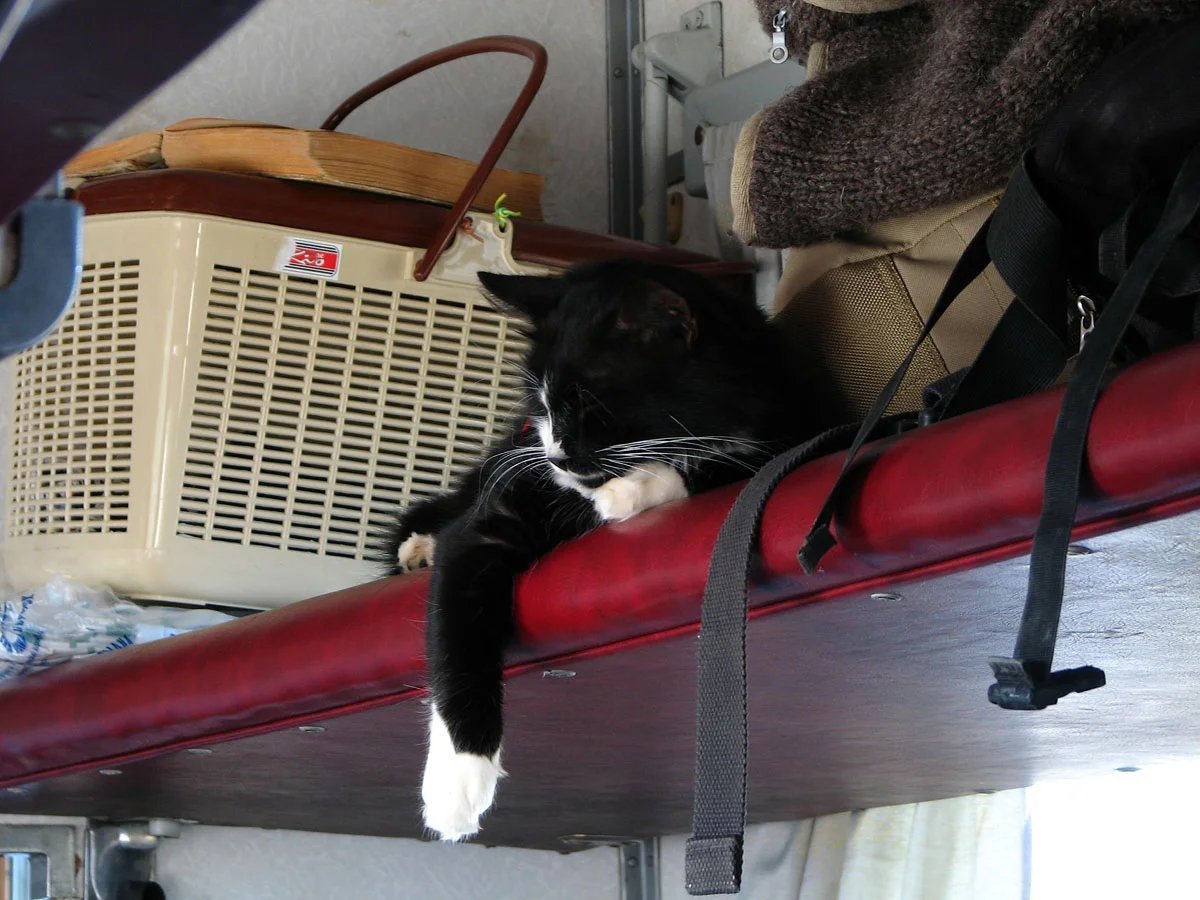 Перевоз животных в поезде