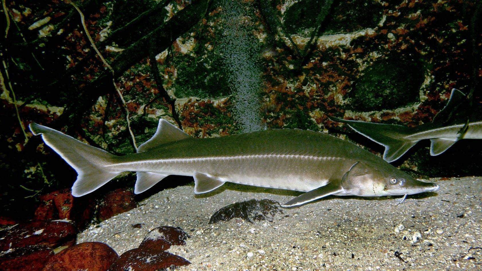 Осётр, белуга, севрюга, шип. Стербэл осетр. Шренка (амурский осетр). Осетрообразные презентация. Место обитания осетрообразных.