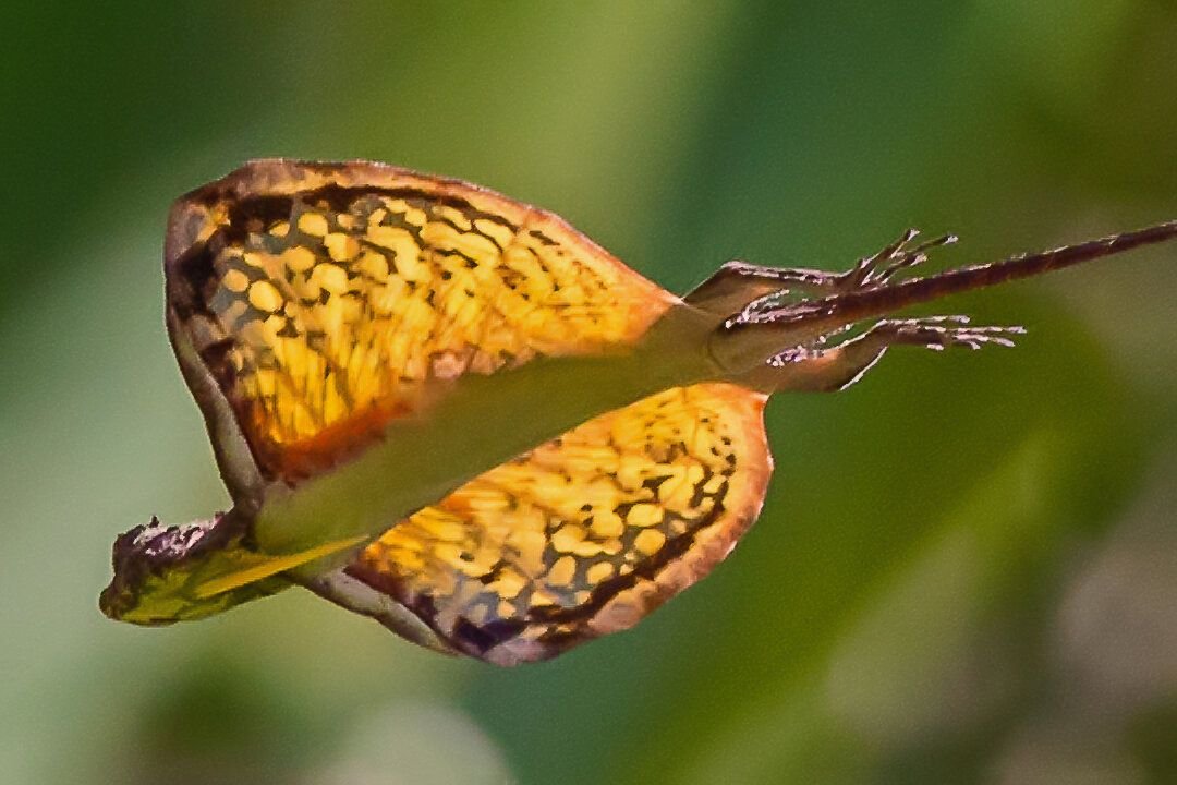 Летающий дракон (Draco volans)