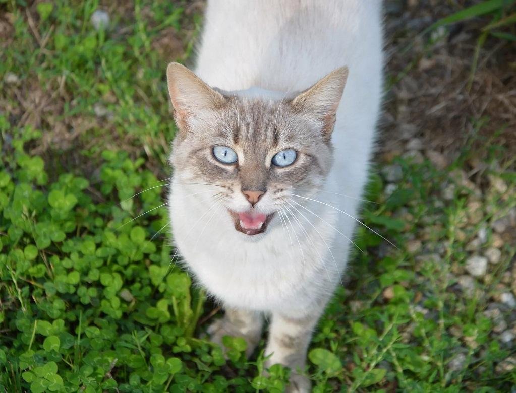 Звук кошки. Мяуканье кошки. Котик мяукает. Мяуканье котят. Кошачьи звуки.