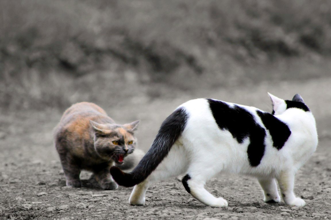 Агрессивные звуки котов. Кошачья агрессия. Поведение животных. Агрессивное поведение животных. Агрессия у кошек.