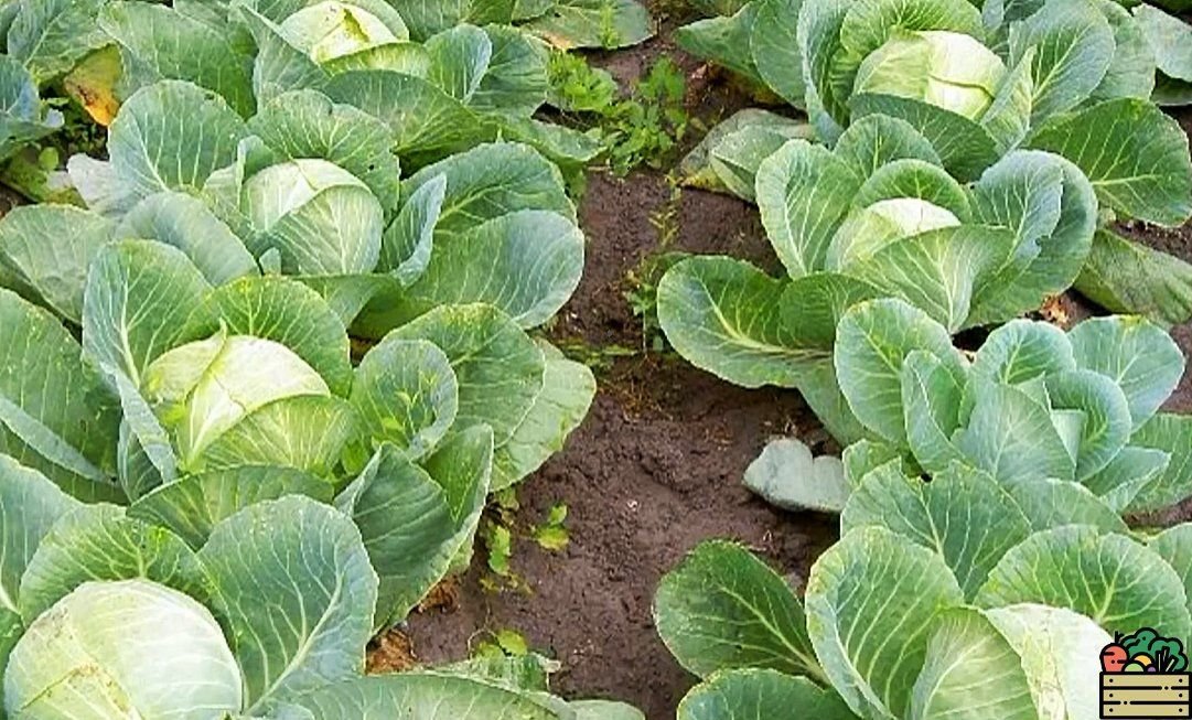 Семена капусты мензания f1. Рассада капусты. Капуста менза f1 седек. Выращивание капусты на семена. Маточник капусты.