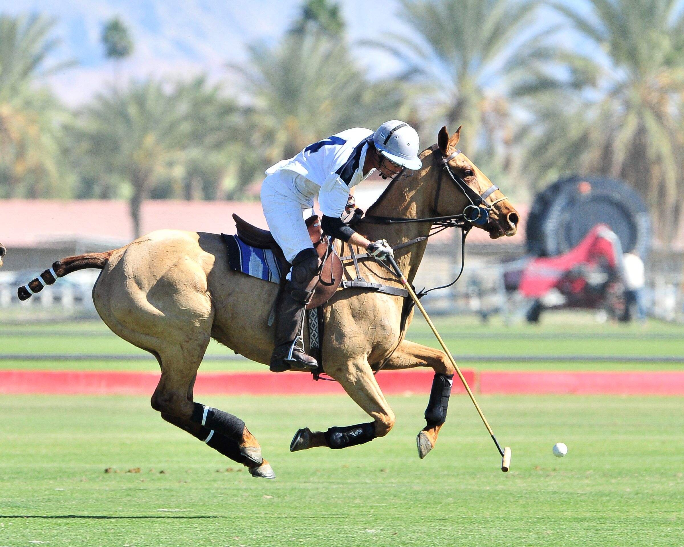 Horse Polo