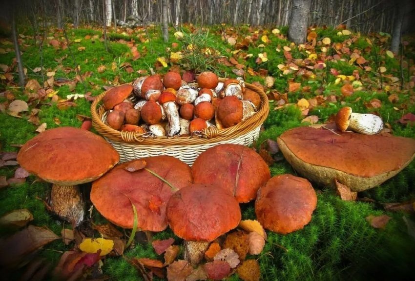 Много грибов, много сундуков