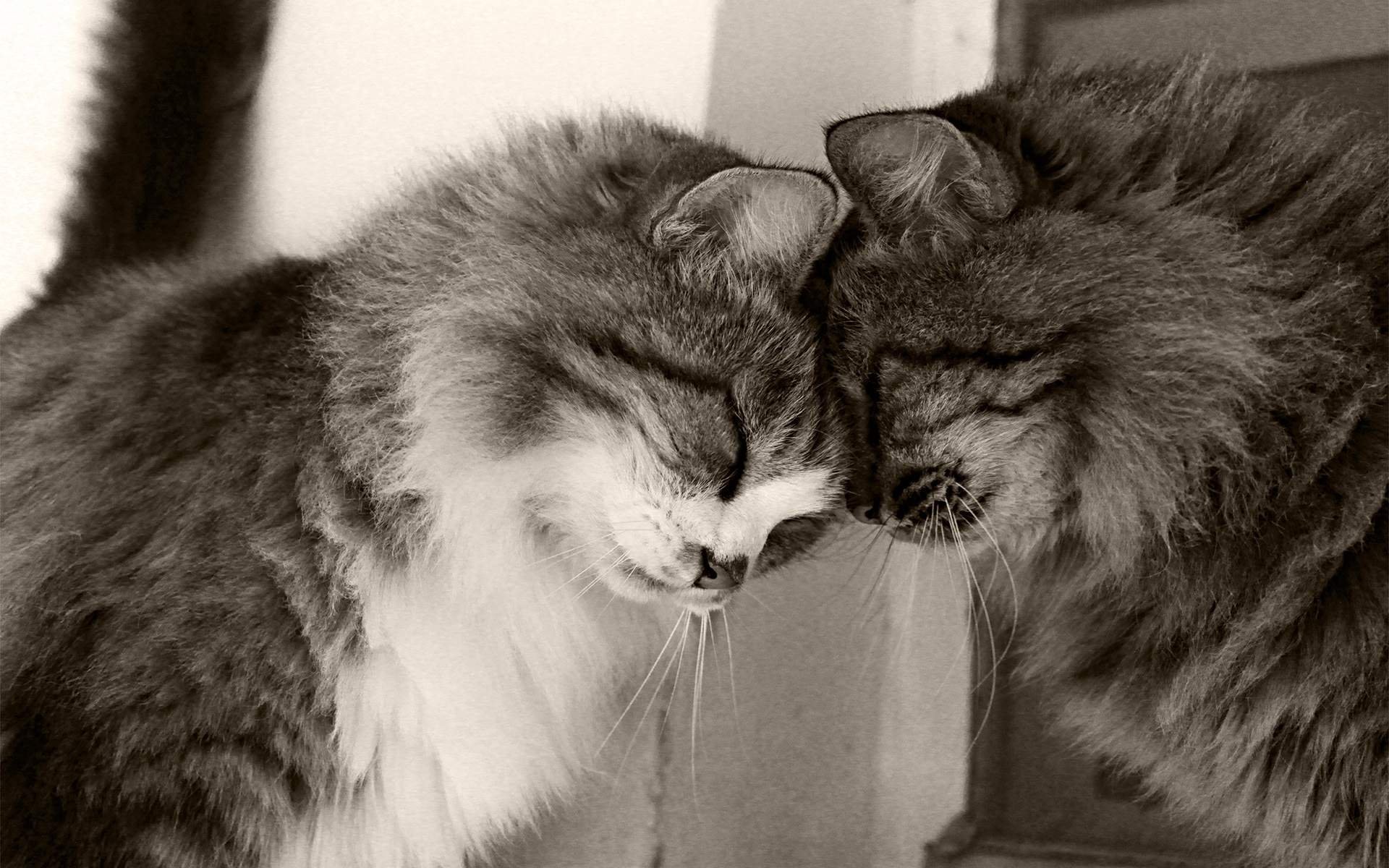 Сильно люблю кошек. Влюбленные кошки. Влюбленный кот. Коты любовь. Кошки нежность.