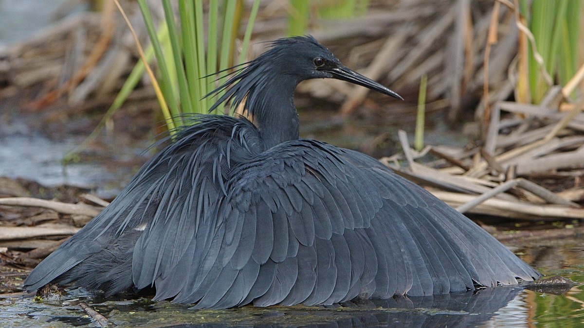 Egretta ardesiaca