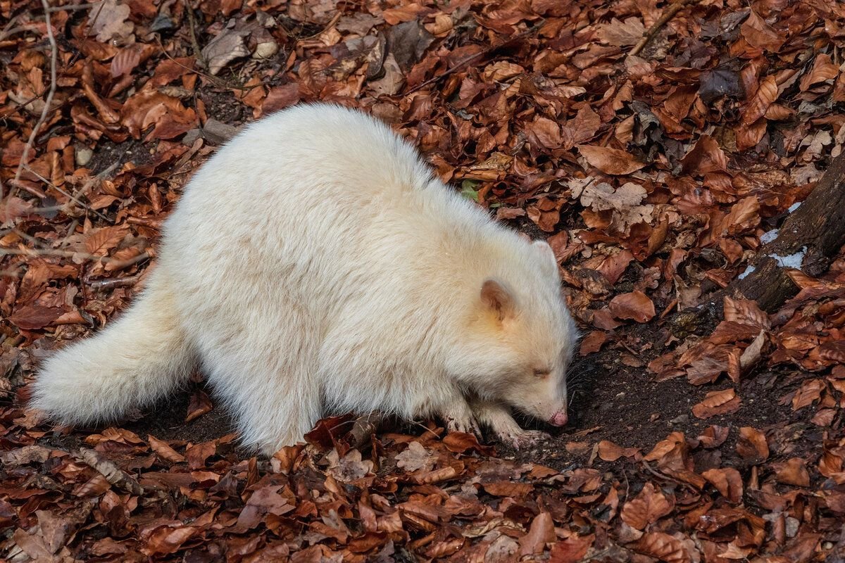 Енот полоскун альбинос