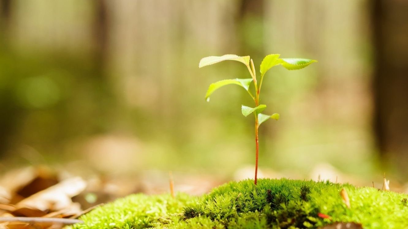 стол из земли на природе