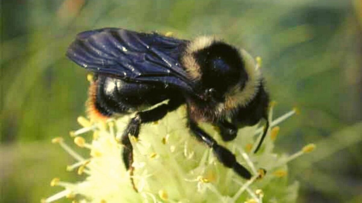 Bombus soroensis