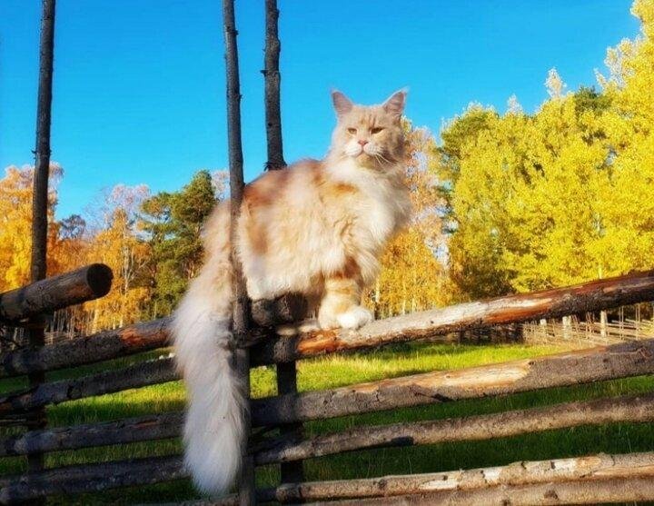 Источник изображения: Lotus The Mainecoon