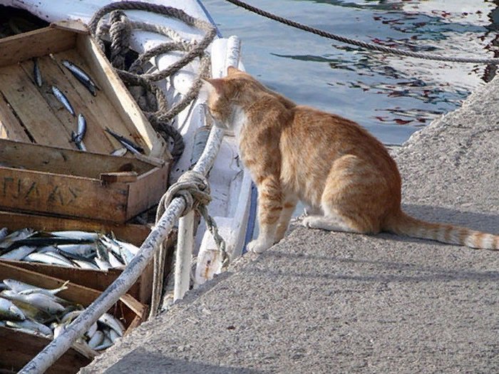Кот рыбачит картинка