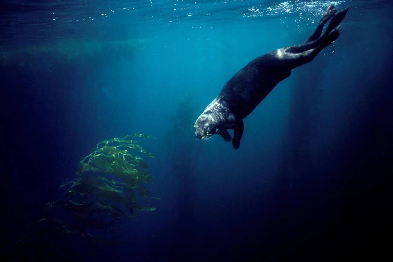 Otter Diving