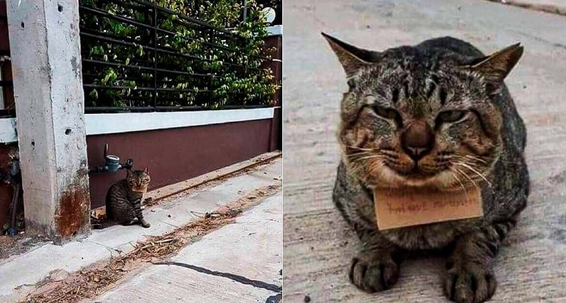 Вернулся пропавший кот. Прошу вернуть за вознаграждение. Объявление о пропаже кошки. Объявление о пропаже кота. Котик вернулся домой с запиской.
