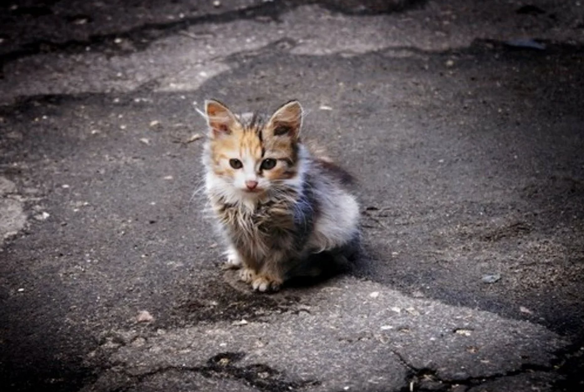 Жалкая кошка. Бездомные котята. Брошенный котенок. Бездомный котенок на улице. Бедные бездомные котята.