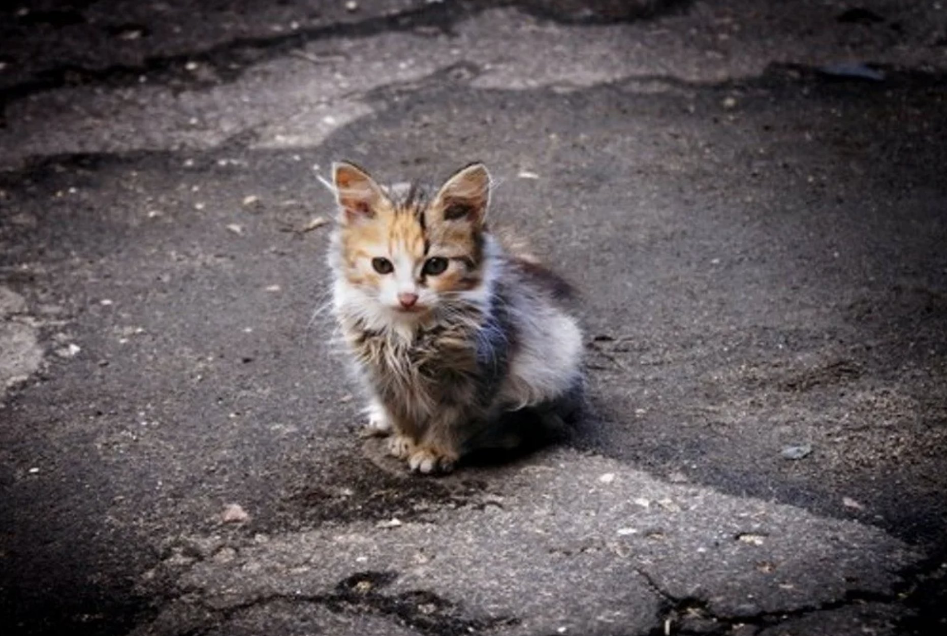 Котенок на улице что делать. Бездомные котята. Брошенный котенок. Бездомный котенок на улице. Бедные бездомные котята.