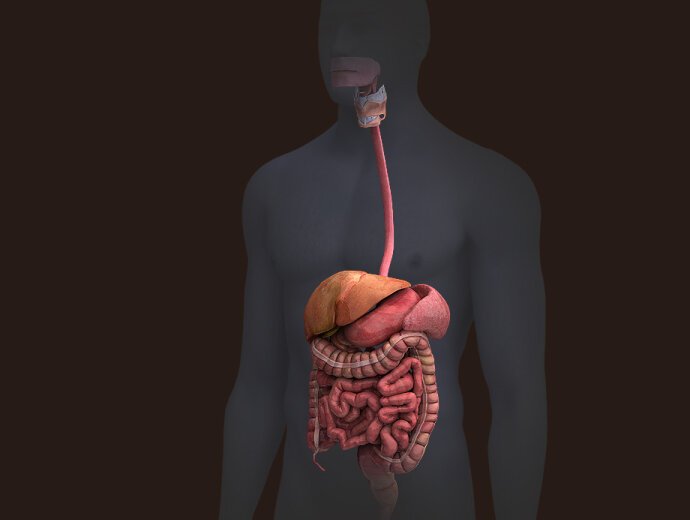 Пищеварительная система человека анатомия фото