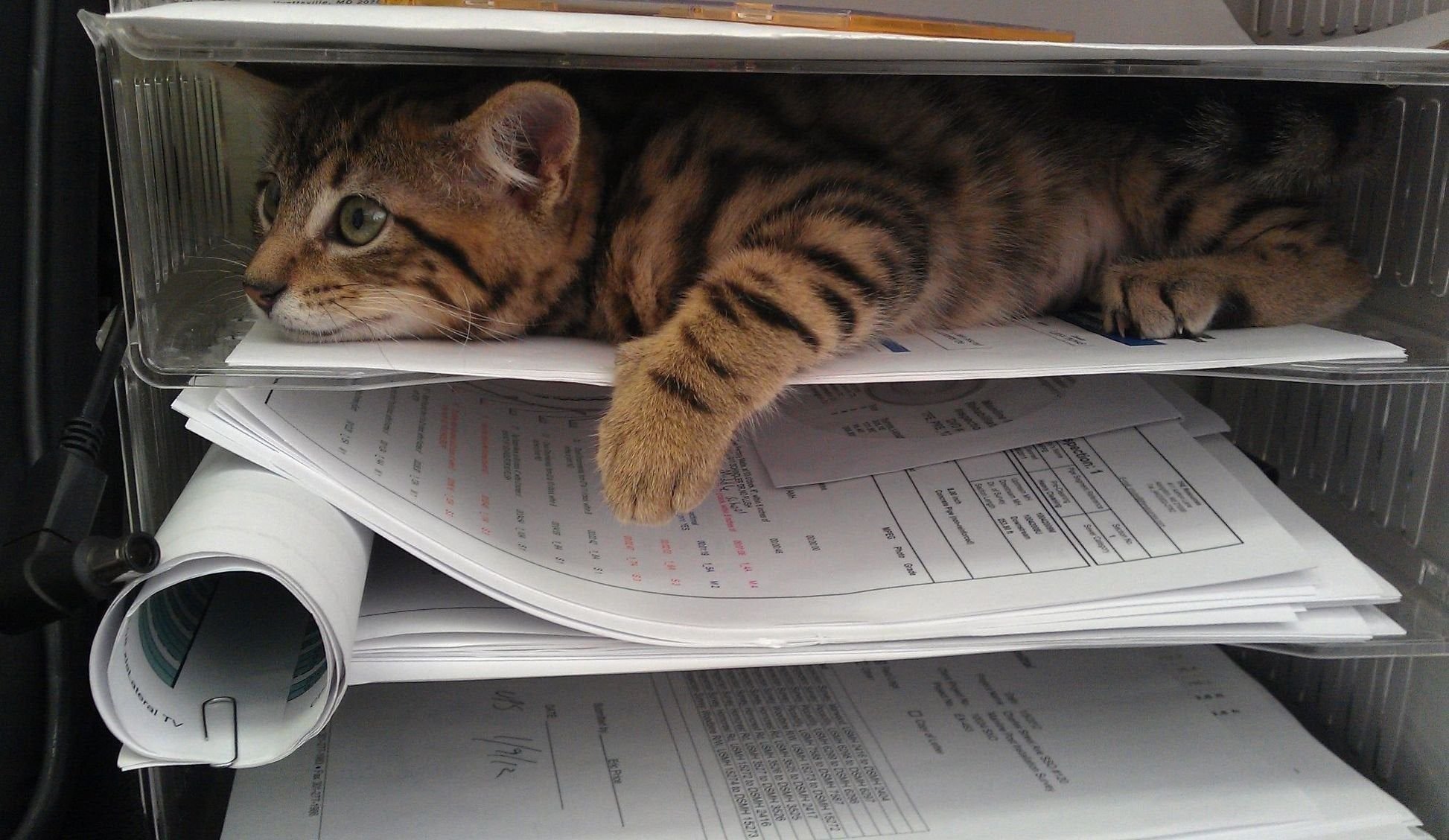 Кот с бумагами