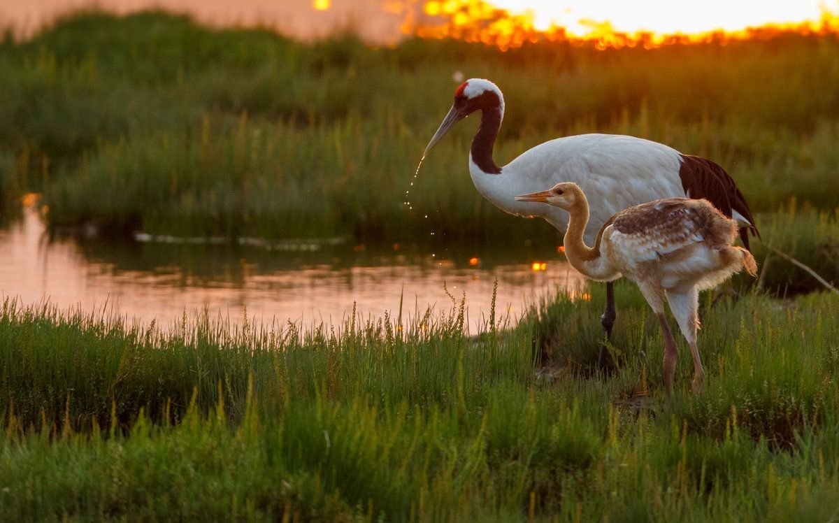 Японский журавль фото. Японский (Уссурийский) журавль Grus japonensis. Маньчжурский журавль. Красноголовый журавль. Белый журавль Стерх птенец.