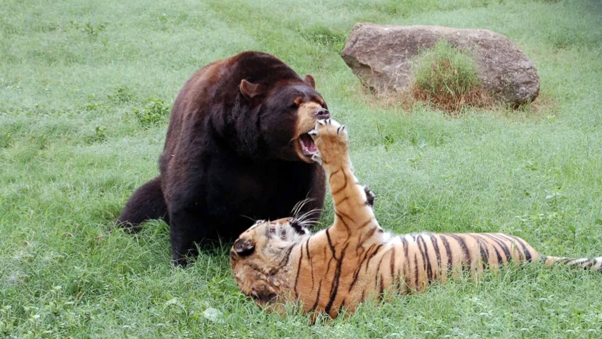 Какой тигр сильнее. Амурский (Уссурийский) тигр. Лев Лео тигр Шерхан и медведь балу. Медведь балу, Лев Лео и тигр Шер-Хан. Балу Лео и Шерхан.