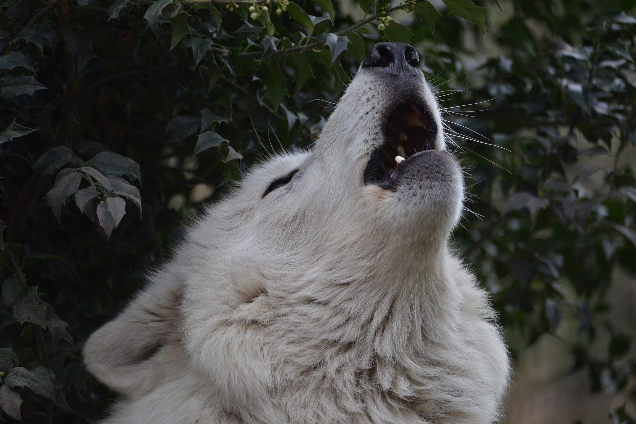 Гудзонский волк