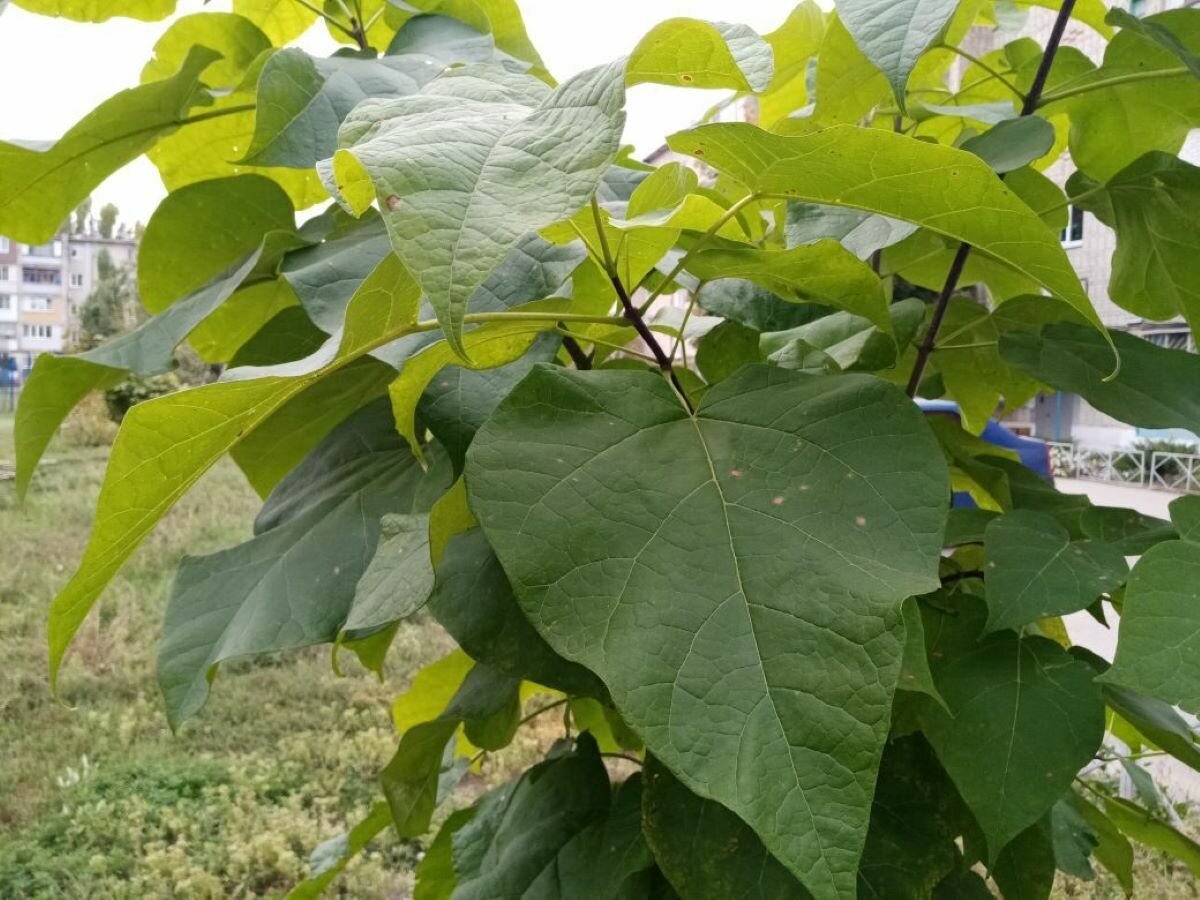 Катальпа дерево фото описание чем полезно