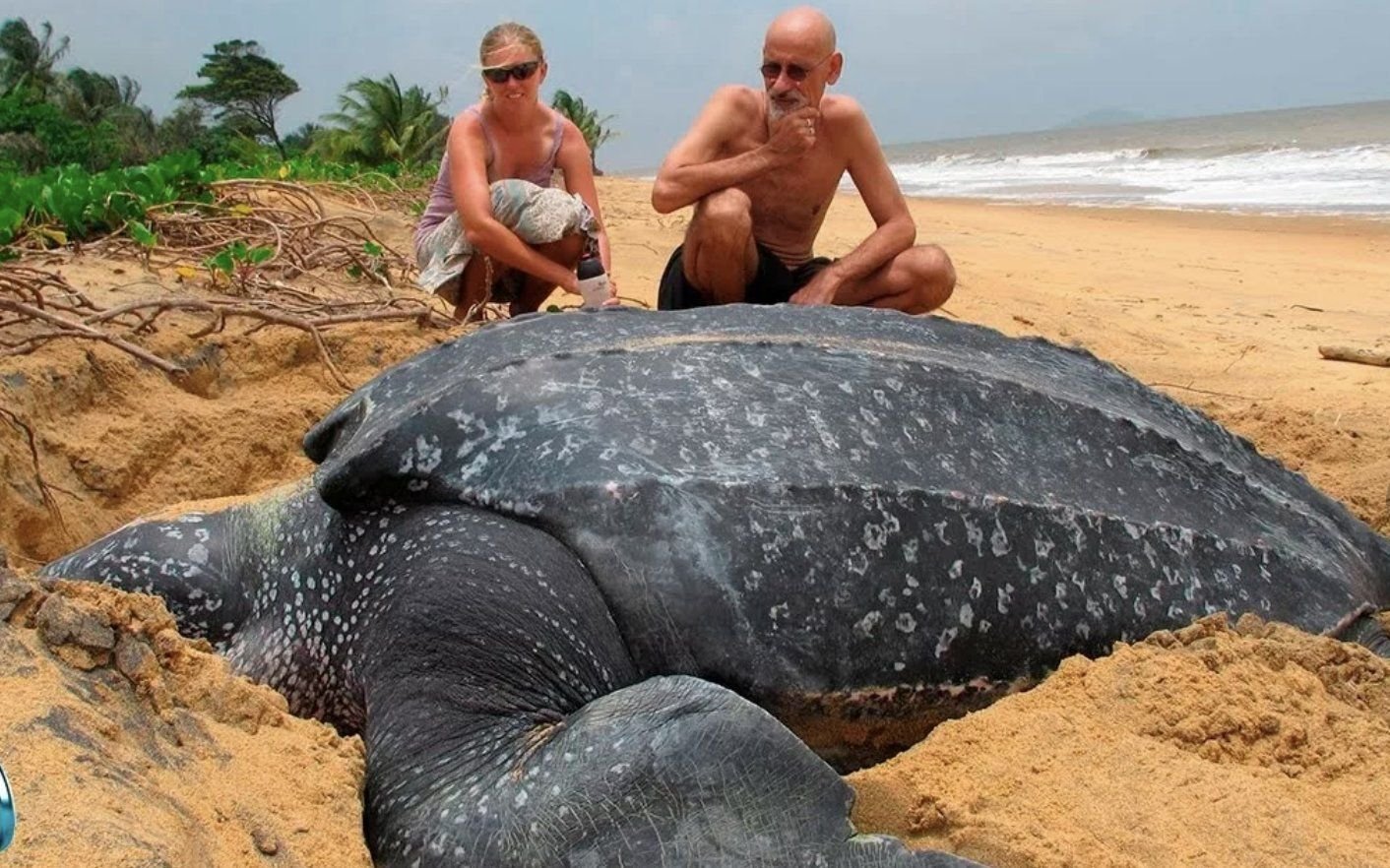 Фото крупном размере. Самая большая кожистая черепаха. Гигантская кожистая морская черепаха. Кожистая морская черепаха самая большая черепаха в мире. Кожистые черепахи самые большие черепахи в мире.