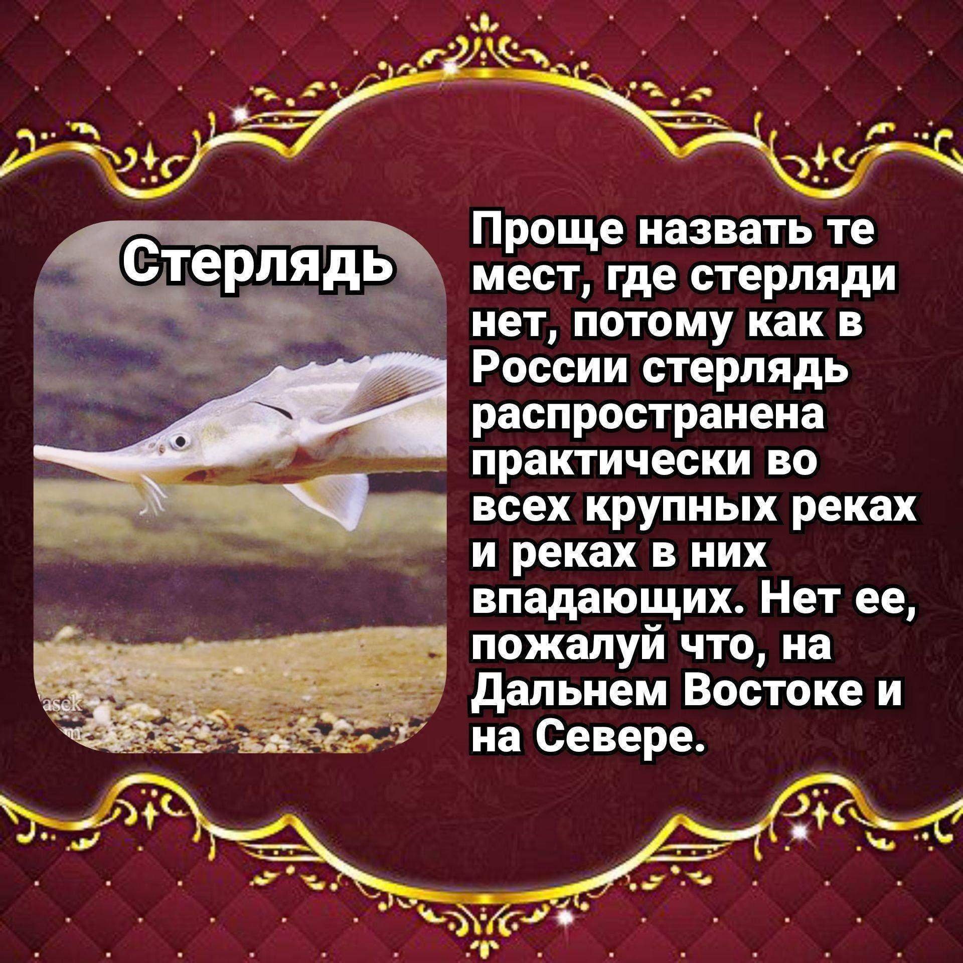 Осетр рыба Узбекистан