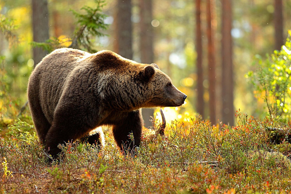 бурый медведь всеядный. бурый медведь (ursus arctos). медведь в осеннем лесу. бурый медведь всеядный. барибал медведь.