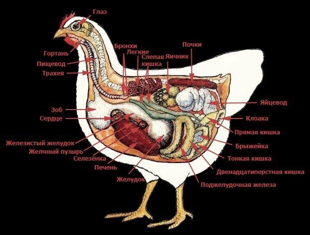 Внутренности курицы описание с картинками