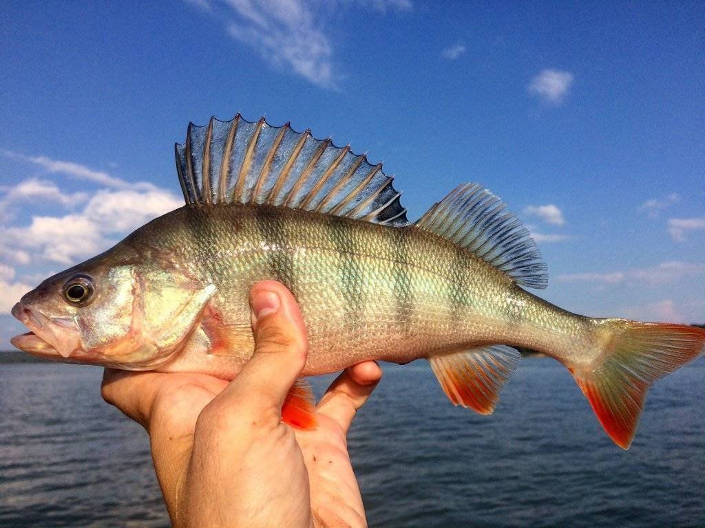 речной окунь окунь. окунь озерный. окунь perca fluviatilis. Perca fluviatilis linnaeus, 1758-речной окунь. речной окунь.