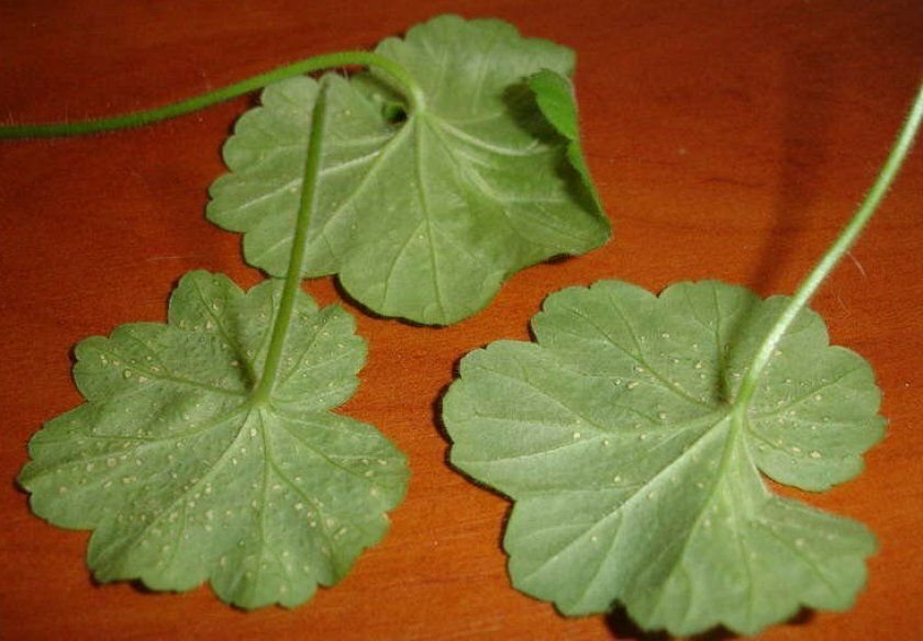 Болезни пеларгонии по листьям фото с названиями