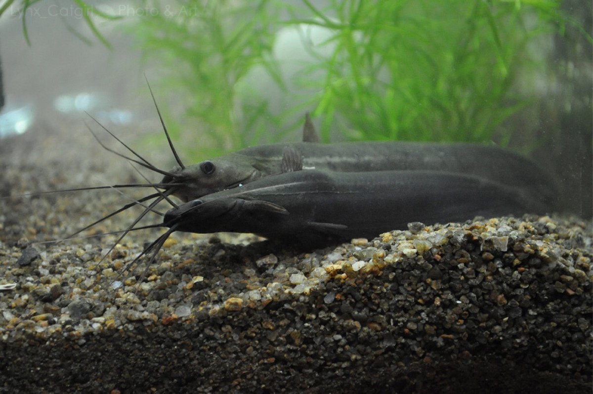черный аквариумный сом. мешкожаберный сом. сомик плекостомус. псевдоакантикус серратус. номерной сом l 107, l 184, lda003 анциструс.